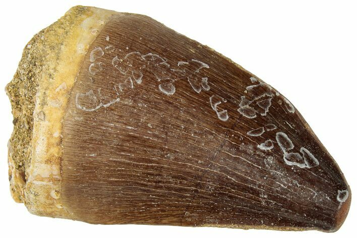Fossil Mosasaur (Prognathodon) Tooth - Morocco #322619